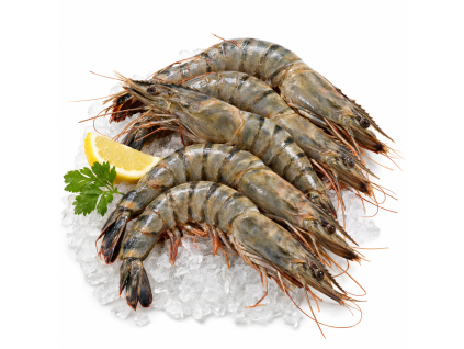 Krevety black tiger 8/12 HOSO (neloupané, s hlavou) 1kg — Produktová fotografie