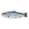 NÓRSKA AKCIA 16+4 Porcie Zadarmo - Nórsky losos atlantický 10x 300g