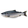 sockeye salmon 1